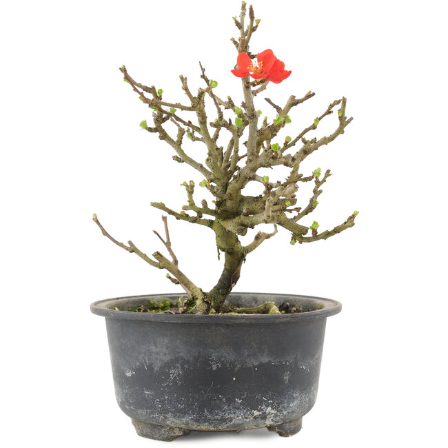 Chaenomeles speciosa, 15,5 cm, ± 9 años, con flores rojas y frutos amarillos