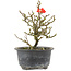 Chaenomeles speciosa, 15,5 cm, ± 9 ans, à fleurs rouges et fruits jaunes