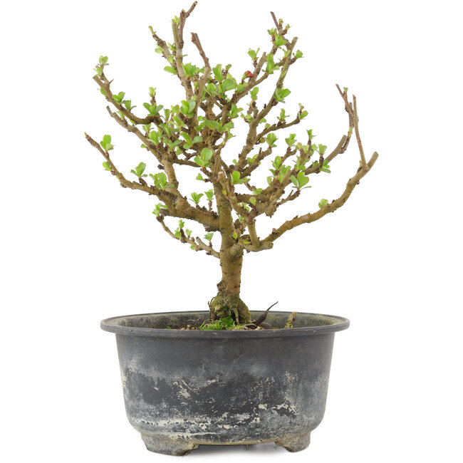 Chaenomeles speciosa, 17,5 cm, ± 9 Jahre alt, mit roten Blüten und gelben Früchten