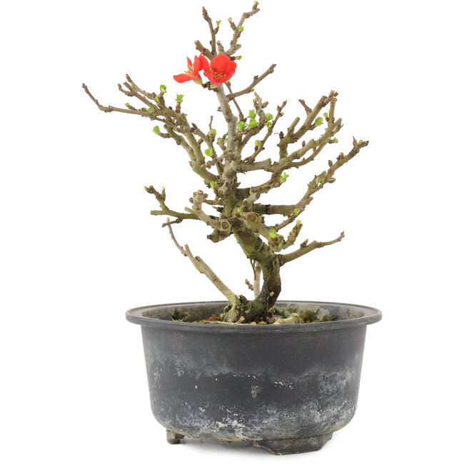 Chaenomeles speciosa, 15,5 cm, ± 9 años, con flores rojas y frutos amarillos