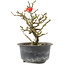Chaenomeles speciosa, 15,5 cm, ± 9 jaar oud, met rode bloemen en geel fruit