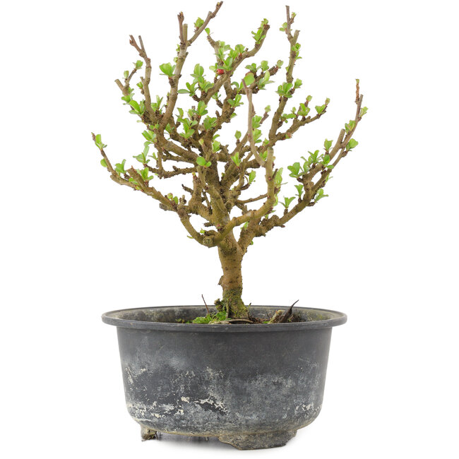Chaenomeles speciosa, 17,5 cm, ± 9 anni, con fiori rossi e frutti gialli