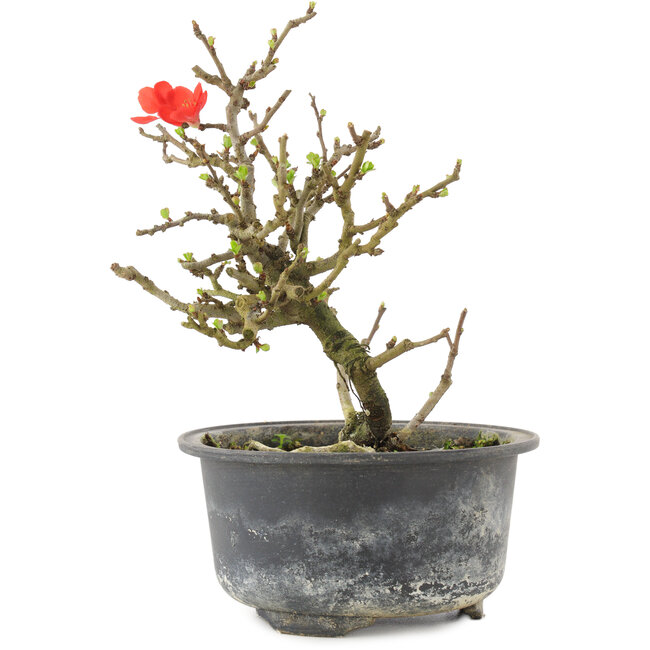 Chaenomeles speciosa, 15,5 cm, ± 9 Jahre alt, mit roten Blüten und gelben Früchten