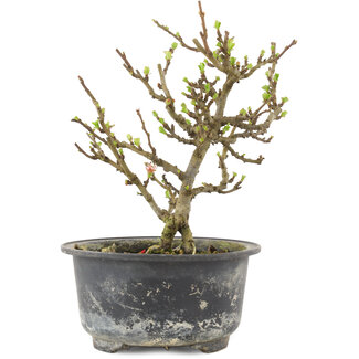 Chaenomeles speciosa, 16 cm, ± 9 anni