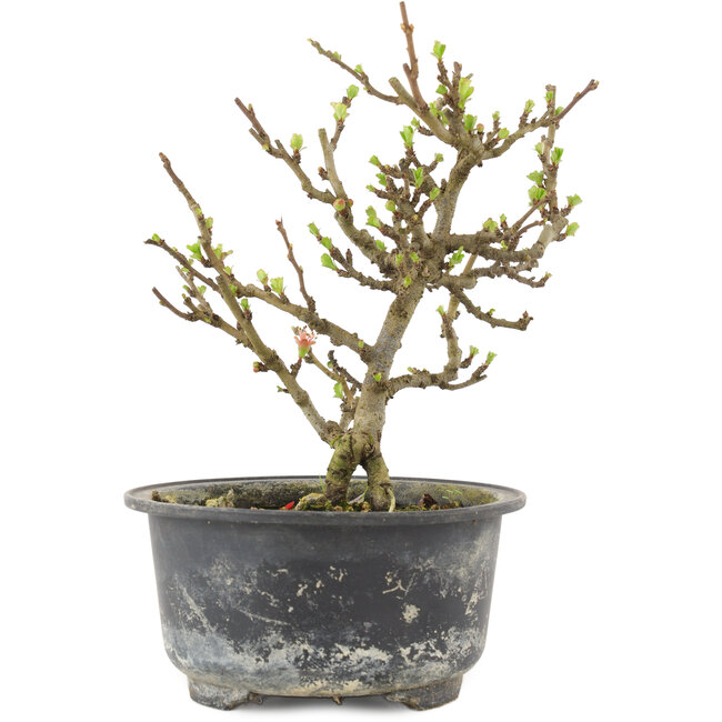 Chaenomeles speciosa, 16 cm, ± 9 anni, con fiori rossi e frutti gialli