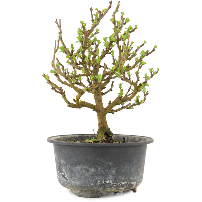 Chaenomeles speciosa, 17,5 cm, ± 9 ans, à fleurs rouges et fruits jaunes