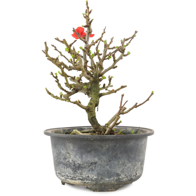 Chaenomeles speciosa, 15,5 cm, ± 9 jaar oud, met rode bloemen en geel fruit