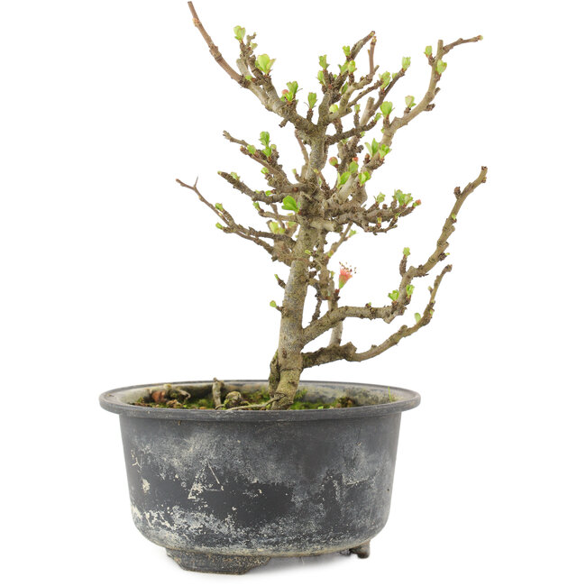 Chaenomeles speciosa, 16 cm, ± 9 jaar oud, met rode bloemen en geel fruit