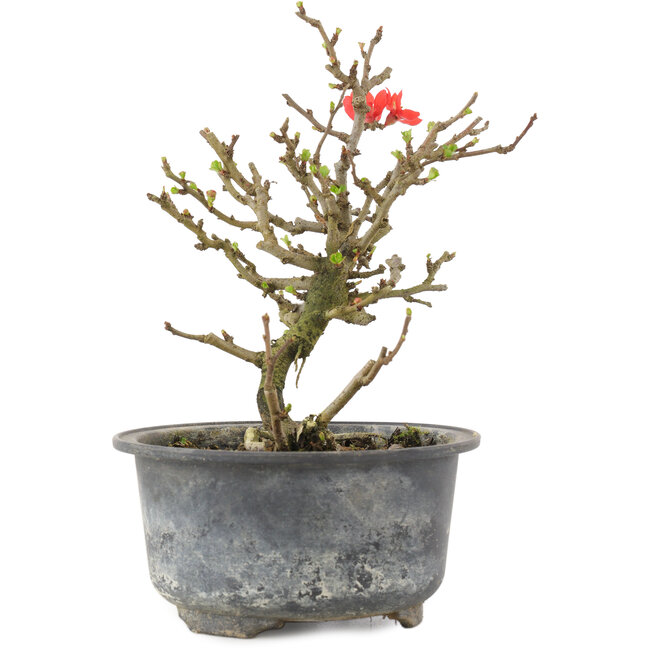Chaenomeles speciosa, 15,5 cm, ± 9 years old, with red flowers and yellow fruit
