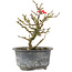 Chaenomeles speciosa, 15,5 cm, ± 9 jaar oud, met rode bloemen en geel fruit