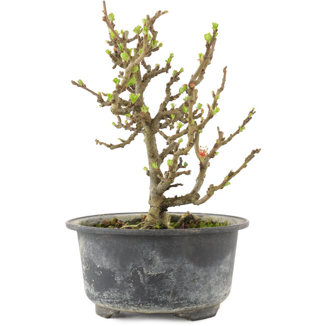 Chaenomeles speciosa, 16 cm, ± 9 ans, à fleurs rouges et fruits jaunes