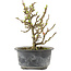 Chaenomeles speciosa, 16 cm, ± 9 anni, con fiori rossi e frutti gialli