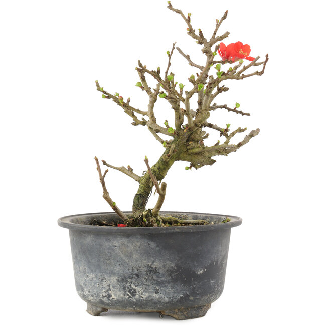 Chaenomeles speciosa, 15,5 cm, ± 9 años, con flores rojas y frutos amarillos