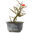 Chaenomeles speciosa, 15,5 cm, ± 9 years old, with red flowers and yellow fruit