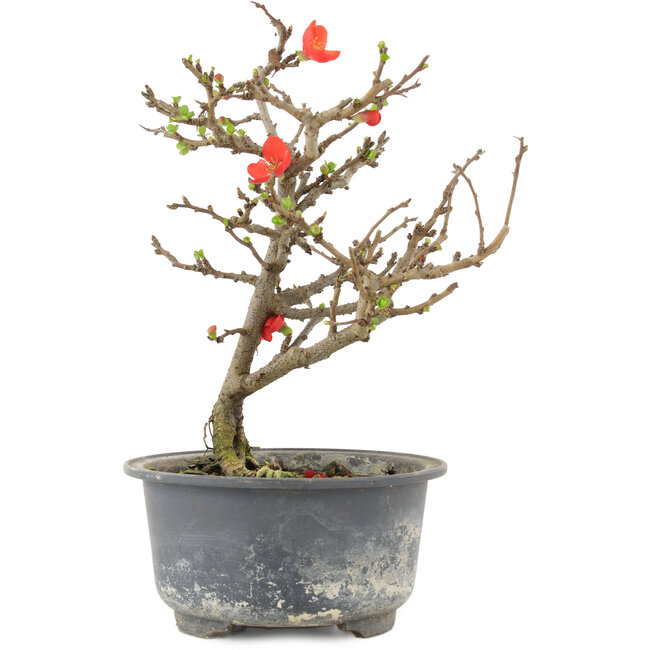 Chaenomeles speciosa, 19,5 cm, ± 9 ans, à fleurs rouges et fruits jaunes