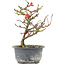 Chaenomeles speciosa, 19,5 cm, ± 9 anni, con fiori rossi e frutti gialli