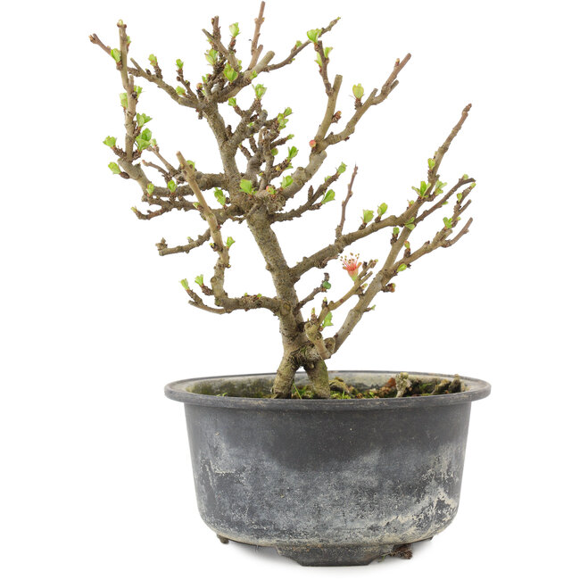 Chaenomeles speciosa, 16 cm, ± 9 anni, con fiori rossi e frutti gialli