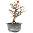 Chaenomeles speciosa, 19,5 cm, ± 9 ans, à fleurs rouges et fruits jaunes
