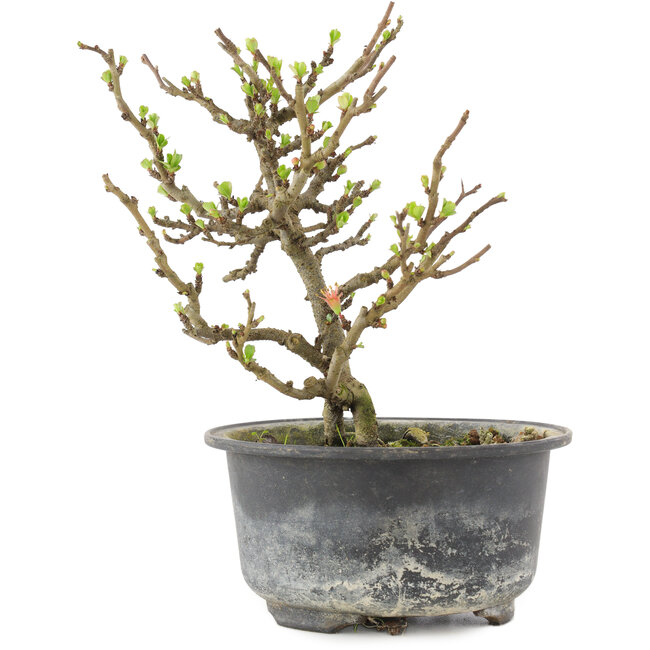 Chaenomeles speciosa, 16 cm, ± 9 ans, à fleurs rouges et fruits jaunes