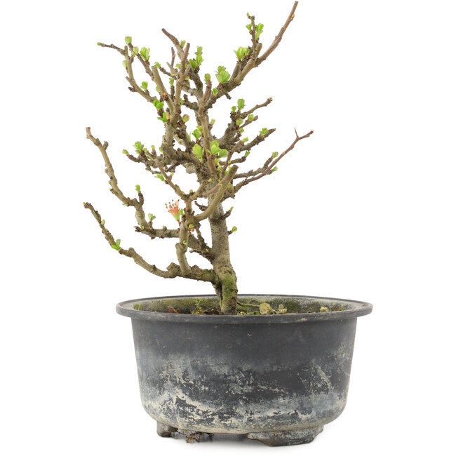 Chaenomeles speciosa, 16 cm, ± 9 ans, à fleurs rouges et fruits jaunes