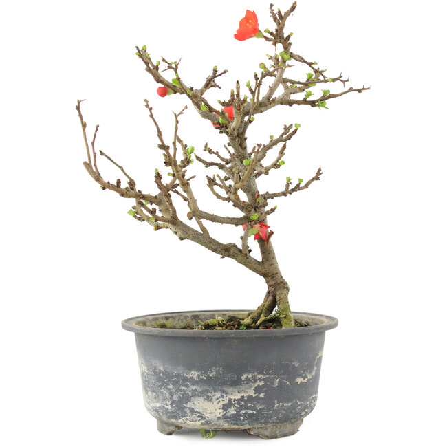 Chaenomeles speciosa, 19,5 cm, ± 9 jaar oud, met rode bloemen en geel fruit