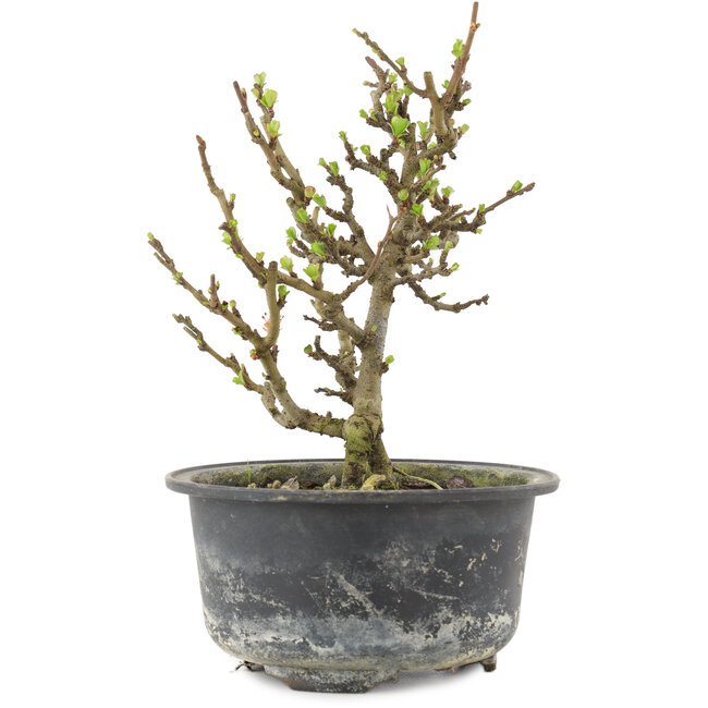 Chaenomeles speciosa, 16 cm, ± 9 anni, con fiori rossi e frutti gialli