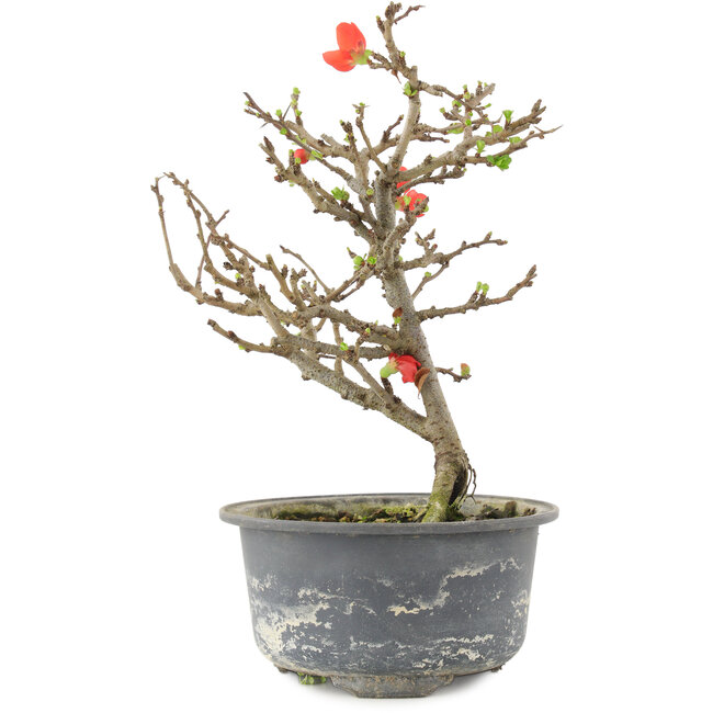 Chaenomeles speciosa, 19,5 cm, ± 9 anni, con fiori rossi e frutti gialli