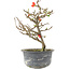 Chaenomeles speciosa, 19,5 cm, ± 9 jaar oud, met rode bloemen en geel fruit