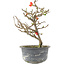 Chaenomeles speciosa, 19,5 cm, ± 9 years old, with red flowers and yellow fruit