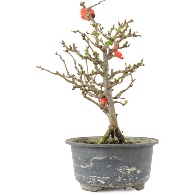 Chaenomeles speciosa, 19,5 cm, ± 9 ans, à fleurs rouges et fruits jaunes