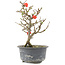 Chaenomeles speciosa, 19,5 cm, ± 9 años, con flores rojas y frutos amarillos