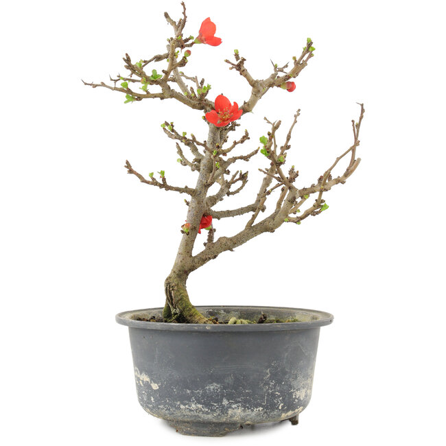 Chaenomeles speciosa, 19,5 cm, ± 9 anni, con fiori rossi e frutti gialli