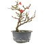 Chaenomeles speciosa, 19,5 cm, ± 9 years old, with red flowers and yellow fruit