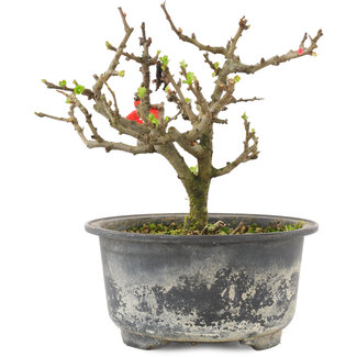 Chaenomeles speciosa, 13 cm, ± 9 jaar oud