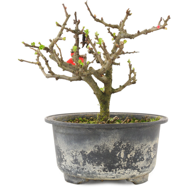 Chaenomeles speciosa, 13 cm, ± 9 años, con flores rojas y frutos amarillos.