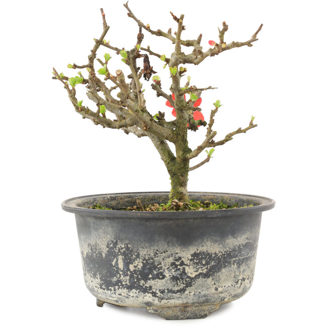 Chaenomeles speciosa, 13 cm, ± 9 años, con flores rojas y frutos amarillos.