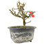 Chaenomeles speciosa, 13 cm, ± 9 years old, with red flowers and yellow fruit