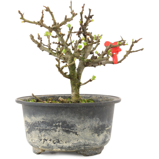 Chaenomeles speciosa, 13 cm, ± 9 Jahre alt, mit roten Blüten und gelben Früchten