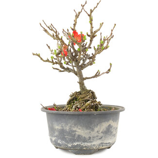 Chaenomeles speciosa, 16,5 cm, ± 9 Jahre alt