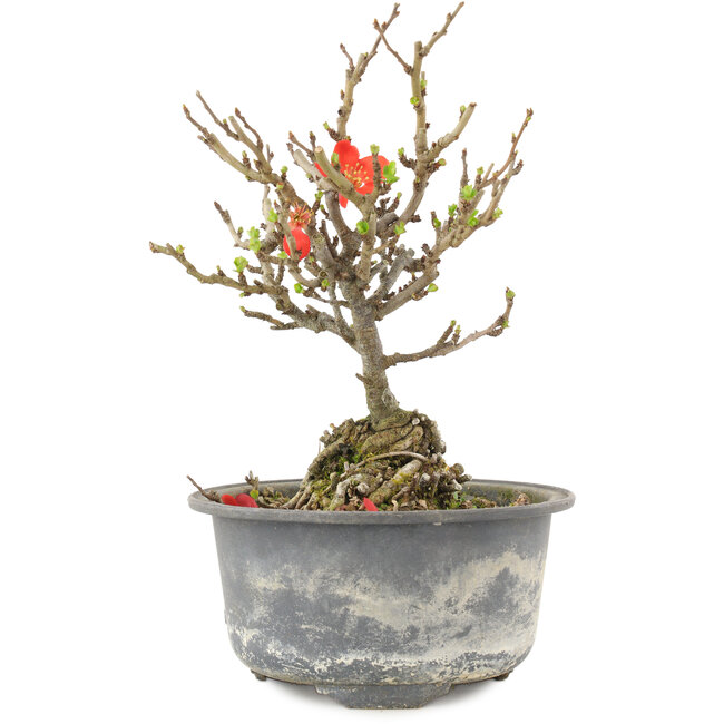 Chaenomeles speciosa, 16,5 cm, ± 9 ans, à fleurs rouges et fruits jaunes