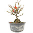 Chaenomeles speciosa, 16,5 cm, ± 9 anni, con fiori rossi e frutti gialli