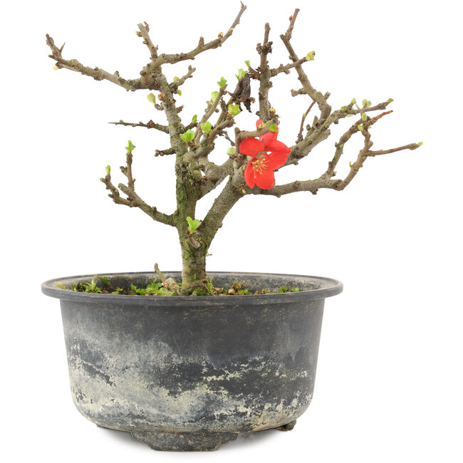 Chaenomeles speciosa, 13 cm, ± 9 Jahre alt, mit roten Blüten und gelben Früchten