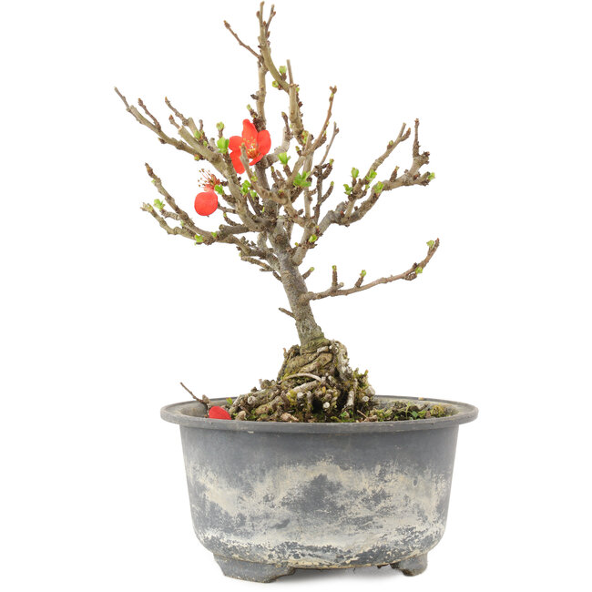 Chaenomeles speciosa, 16,5 cm, ± 9 Jahre alt, mit roten Blüten und gelben Früchten