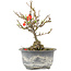 Chaenomeles speciosa, 16,5 cm, ± 9 años, con flores rojas y frutos amarillos