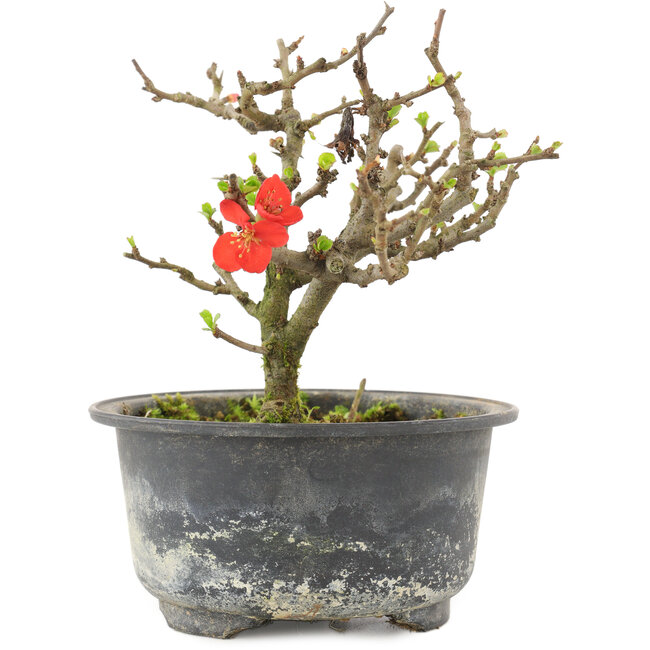 Chaenomeles speciosa, 13 cm, ± 9 anni, con fiori rossi e frutti gialli