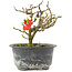 Chaenomeles speciosa, 13 cm, ± 9 anni, con fiori rossi e frutti gialli