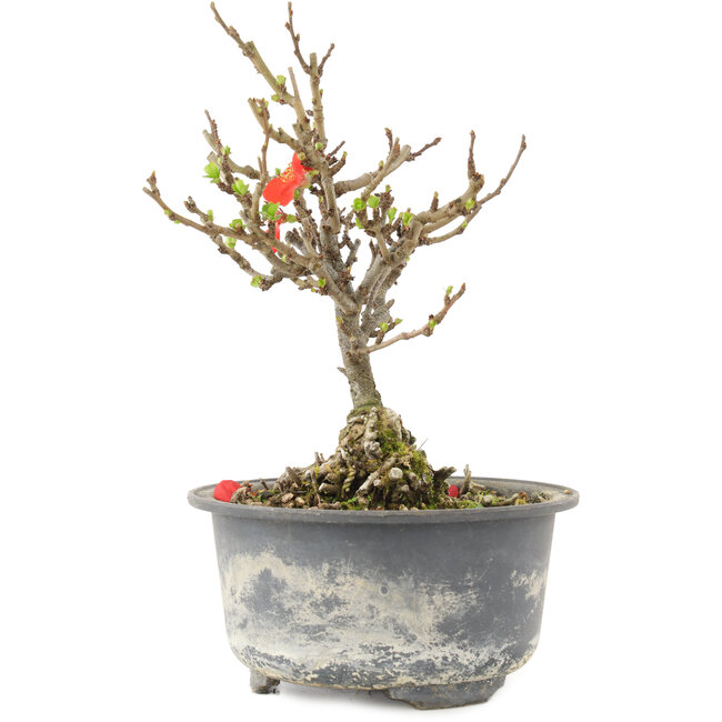 Chaenomeles speciosa, 16,5 cm, ± 9 anni, con fiori rossi e frutti gialli