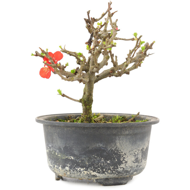 Chaenomeles speciosa, 13 cm, ± 9 años, con flores rojas y frutos amarillos.
