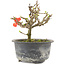 Chaenomeles speciosa, 13 cm, ± 9 jaar oud, met rode bloemen en geel fruit