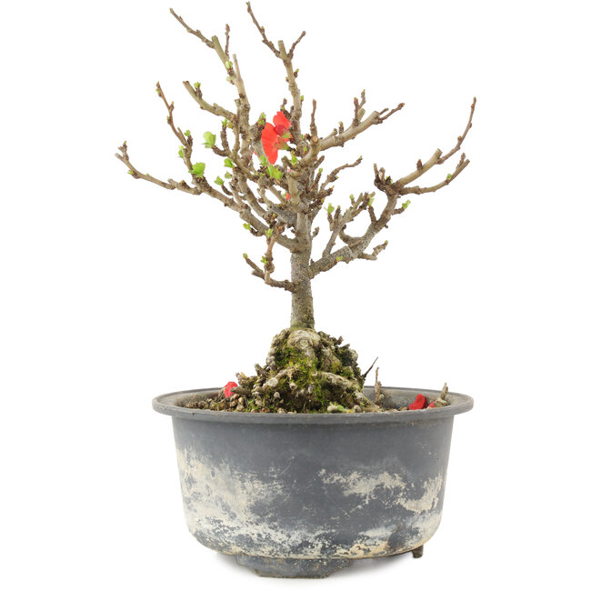 Chaenomeles speciosa, 16,5 cm, ± 9 jaar oud, met rode bloemen en geel fruit